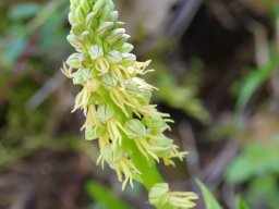 Orchis_anthropophora_Cordianes_Picos_de_Europa-min